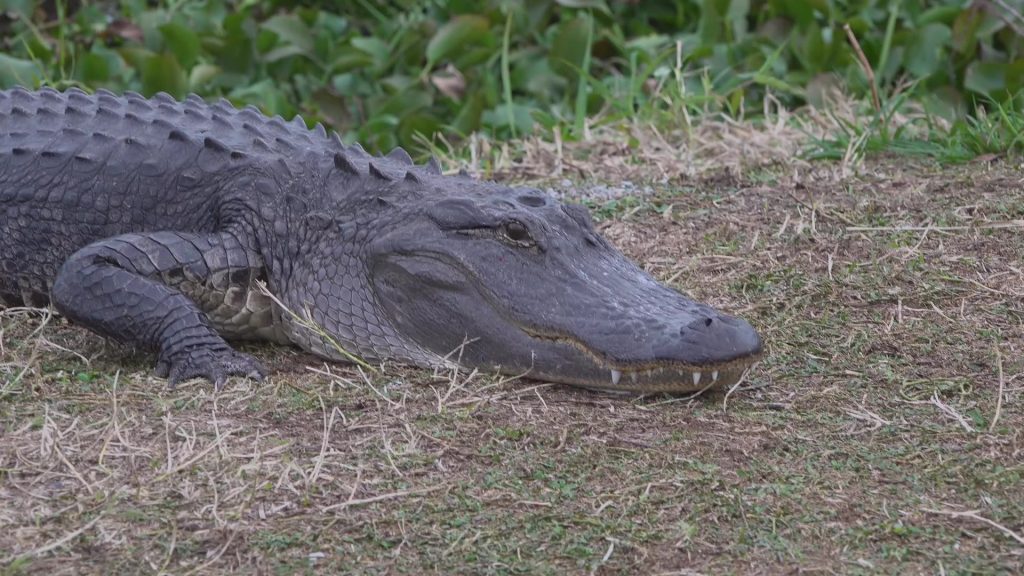 BUDDHIST TEMPLES AND ALLIGATORS WITH BILLY ROHAN - Jenkem Magazine